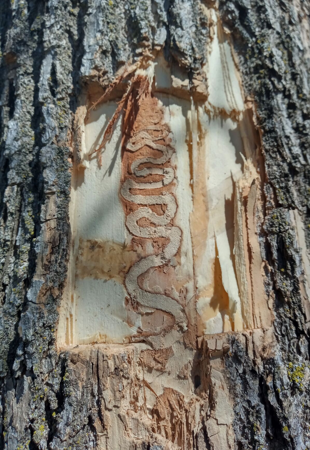 Emerald ash borer in St. Clair 2
